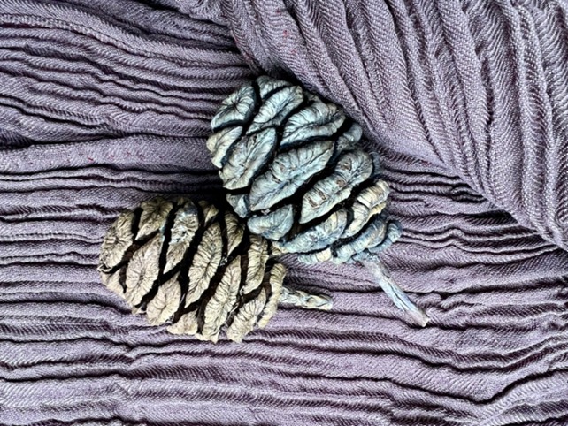 Sequoia -jättiläispunapuun siemenistä eristetään väriainetta. Kuva: Auli Sookari